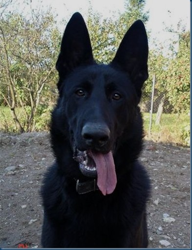 Black (Traditional colouring)East European Shepherd Dog